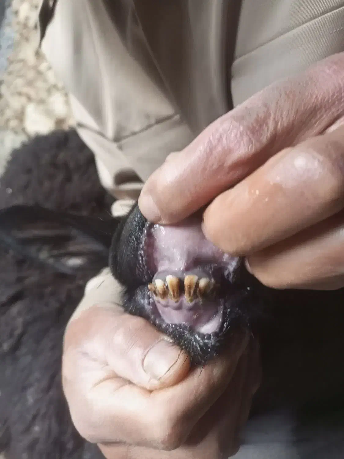 کاور بران جوان|حیوانات مزرعه|مریوان, |دیوار