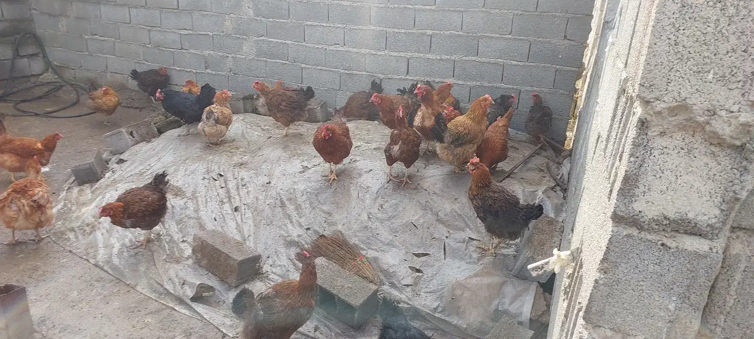 تعدادی مرغ تخم گذار ۹ماهه سالم قیمت توافقی|حیوانات مزرعه|زیرآب, |دیوار