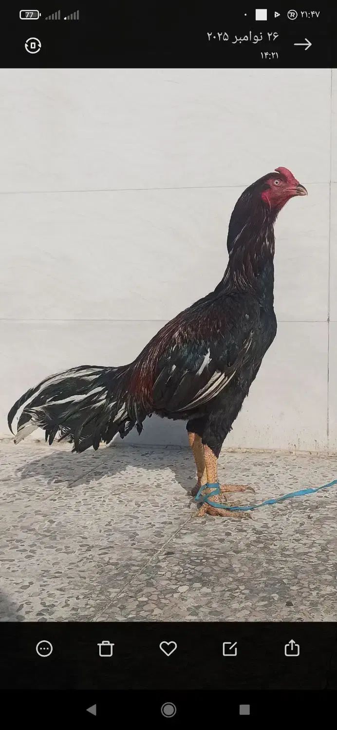 خروس لاری|حیوانات مزرعه|اندیمشک, |دیوار