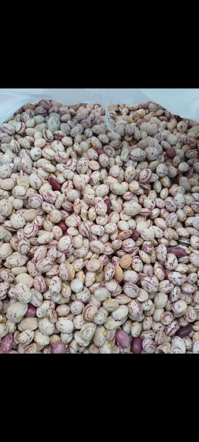 لوبیا چیتی|عمدهفروشی|سده (فارس), |دیوار