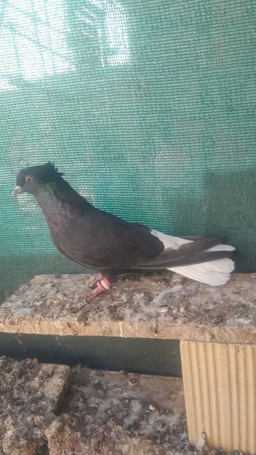 اشعل ماده|پرنده|کارون, |دیوار