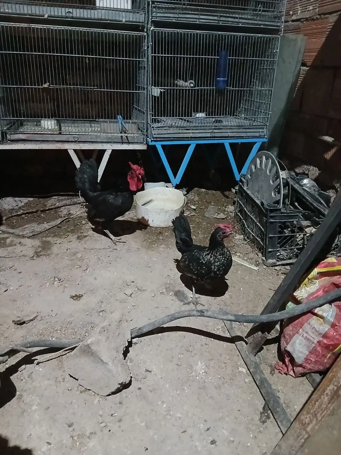 مرغ خروس مینیاتوری|حیوانات مزرعه|اردبیل, |دیوار