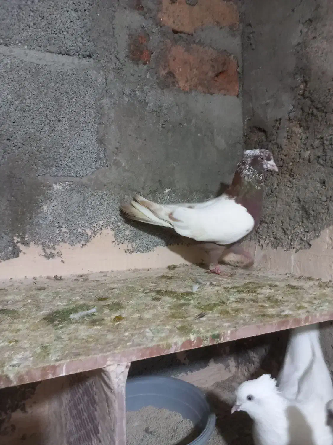 دوتا کبوتر|پرنده|عجب شیر, |دیوار