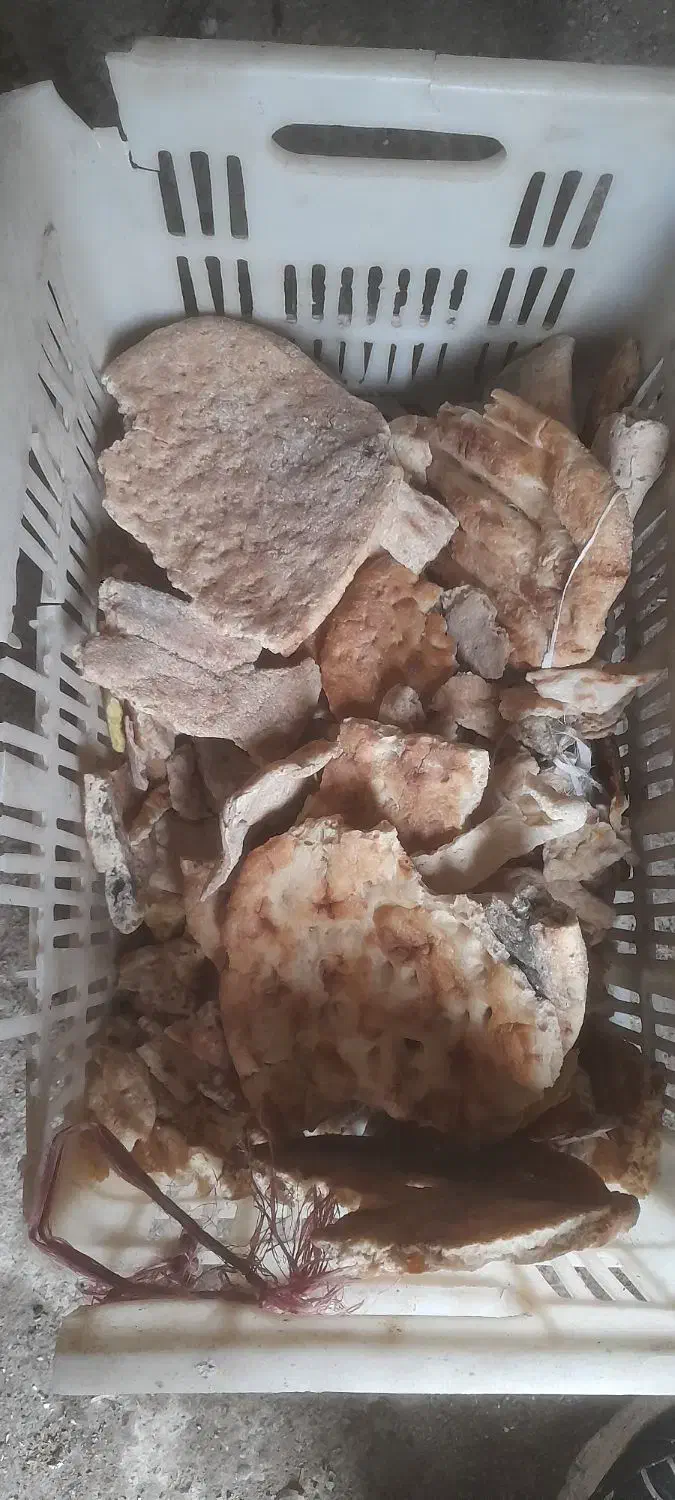 نان خشک|خوردنی و آشامیدنی|مشهد, خواجه ربیع|دیوار