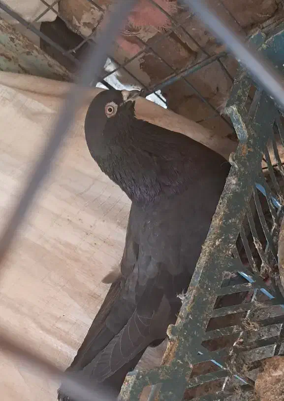 کبوتر|حیوانات|زابل, |دیوار