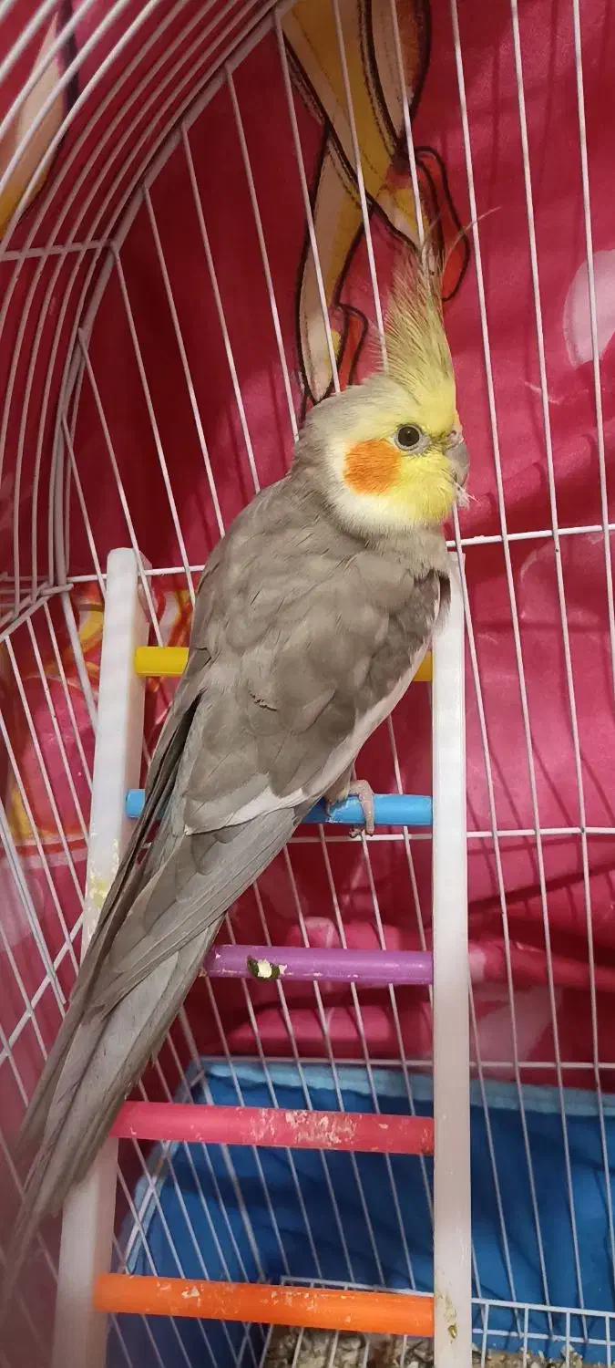 جفت عروس هلندی سخنگو و سه تا جوجه|پرنده|صومعه‌سرا, |دیوار