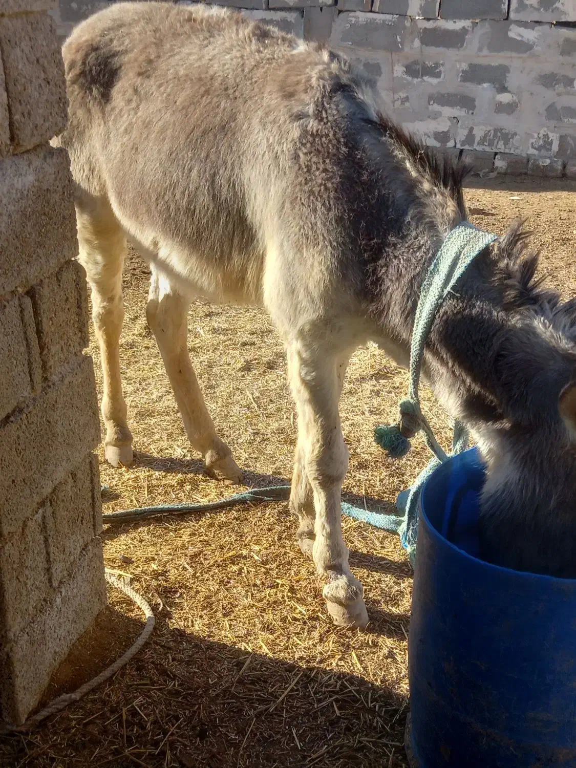 امیدیه|حیوانات مزرعه|امیدیه, |دیوار