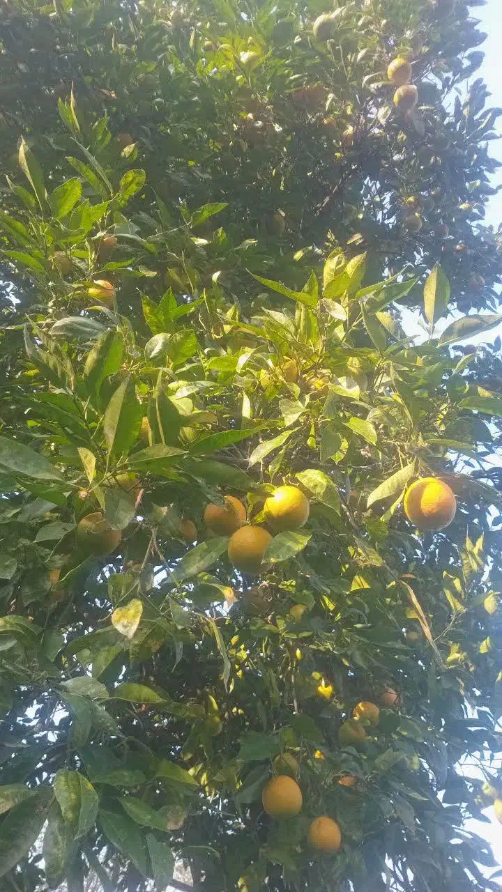 نارنج فروشی|خوردنی و آشامیدنی|احمدسرگوراب, |دیوار