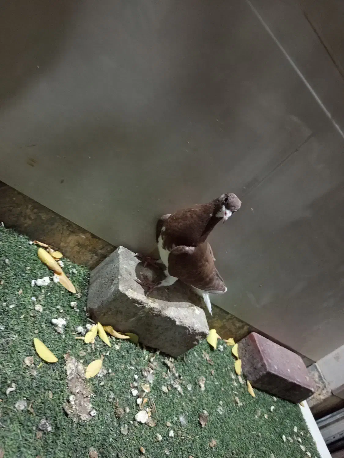 کفتر بهبونی|پرنده|مرودشت, ثبت احوال|دیوار