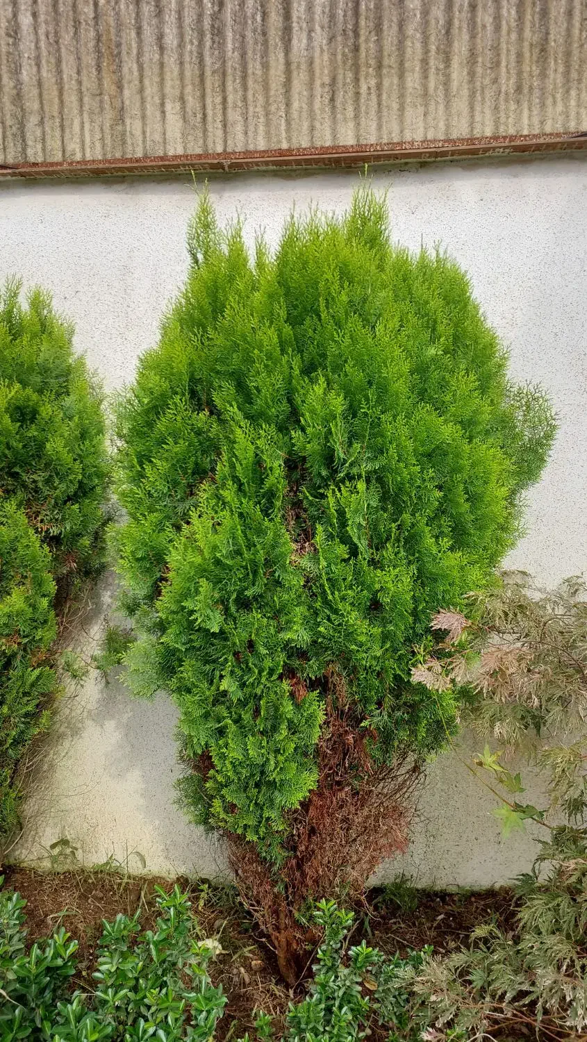 درخت های کاج دائما سبزده ساله کاملا سالم بدون آفت|گل و گیاه طبیعی|رشت, شکار اسطلخ|دیوار