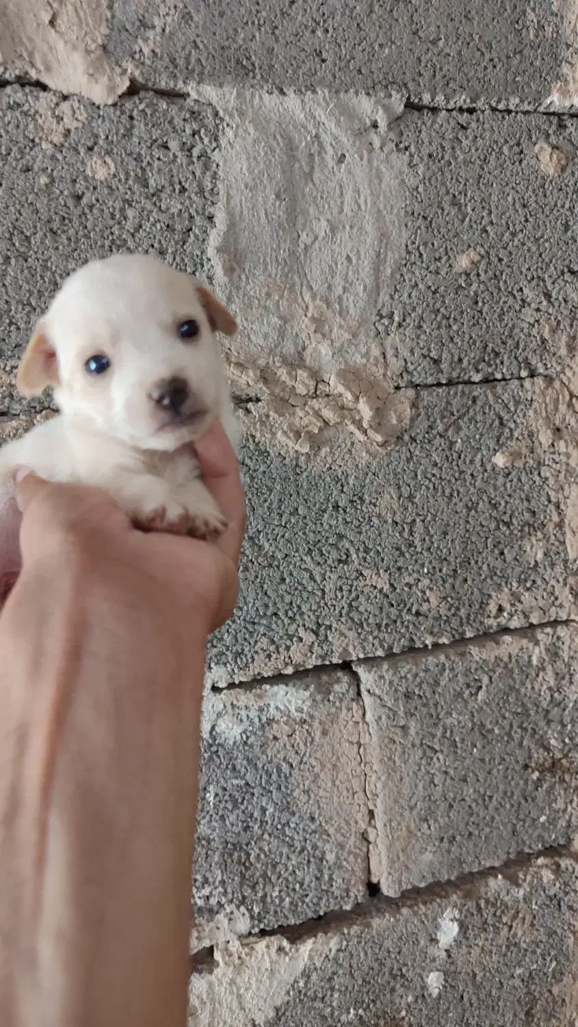 واگذاری پاکوتاه|سگ|سیرجان, |دیوار