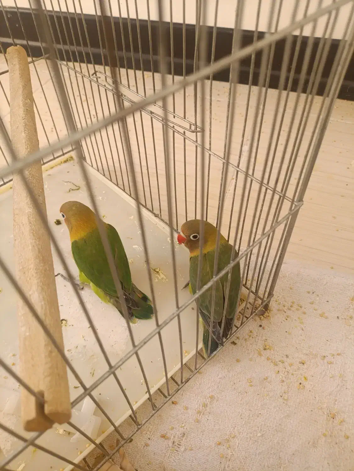 طوطی فیشر|پرنده|اصفهان, قائمیه|دیوار