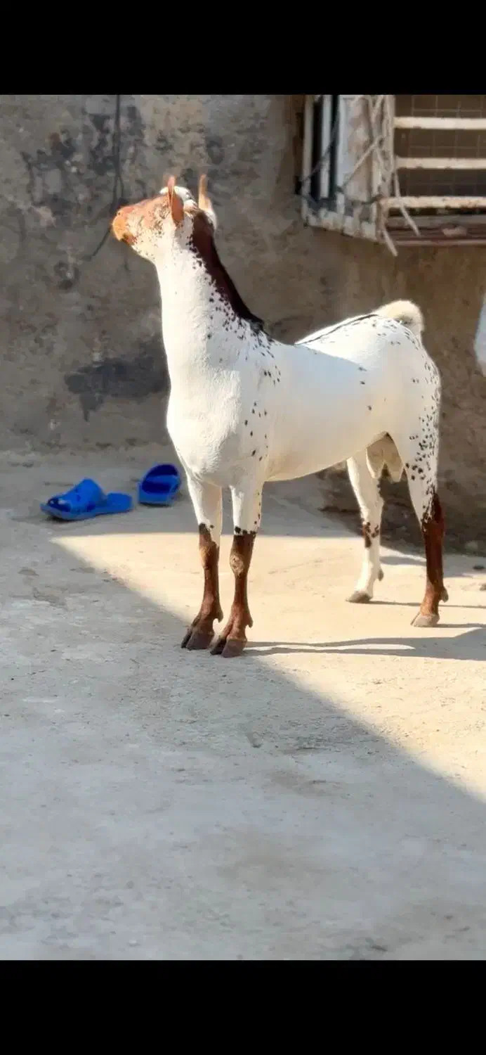 عربی|حیوانات مزرعه|سمنان, |دیوار