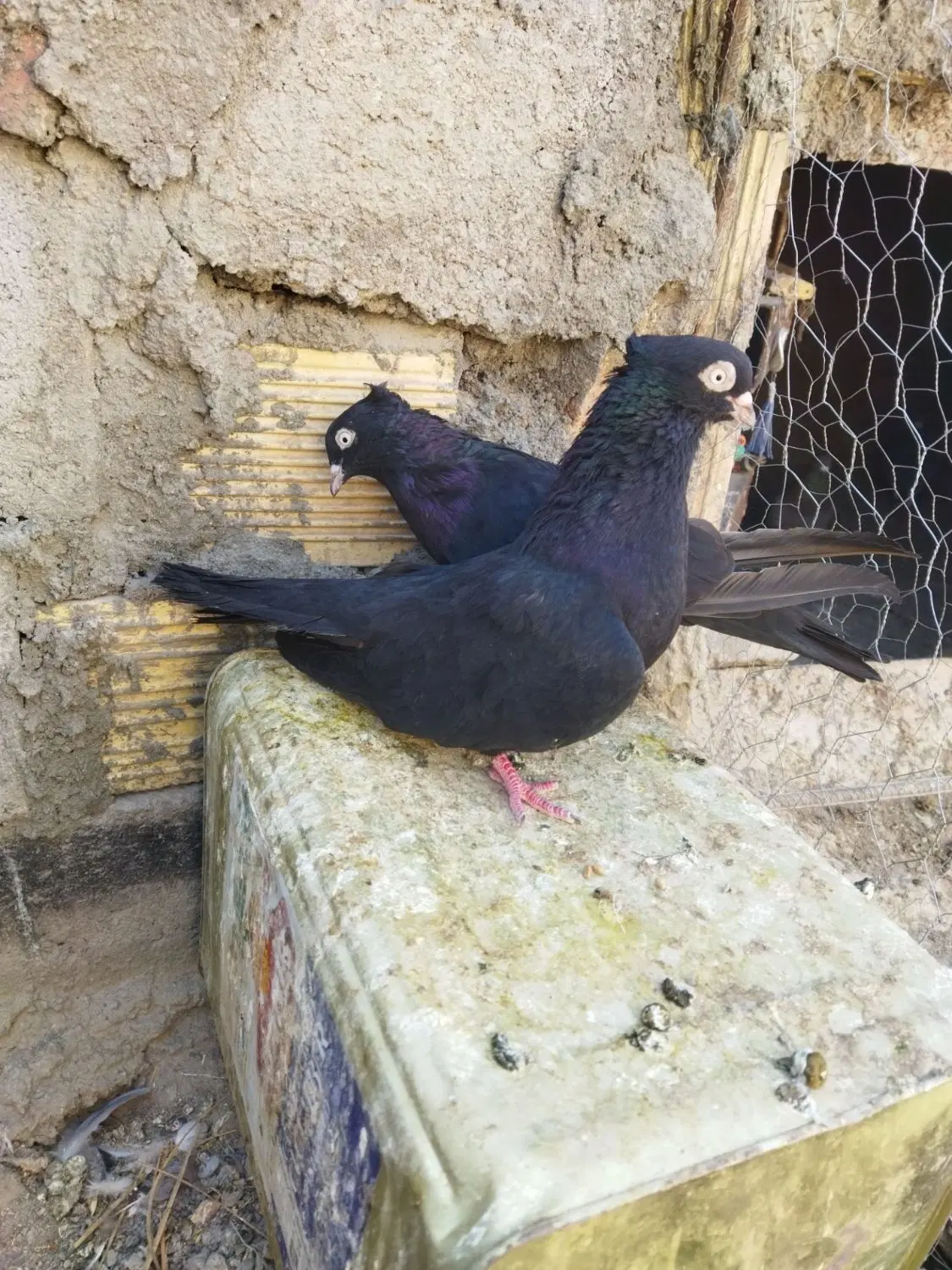کبوتر|پرنده|نرماشیر, |دیوار
