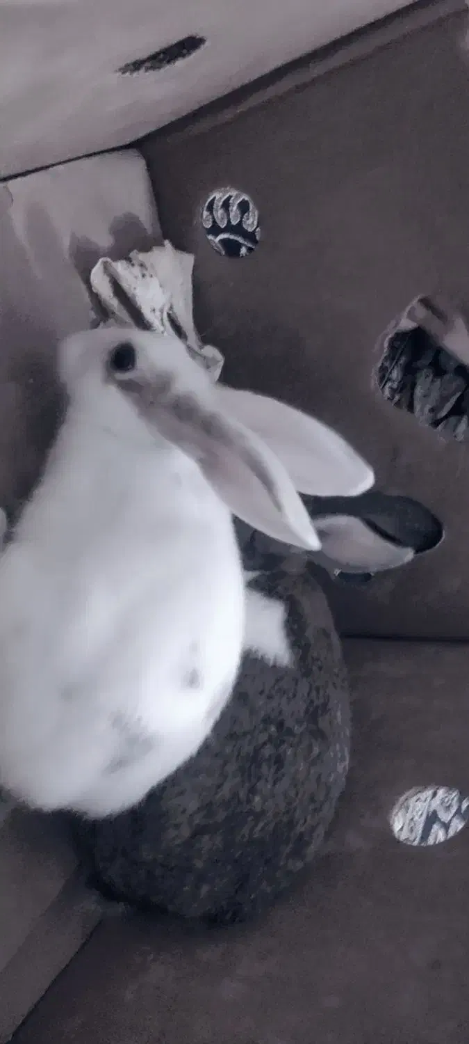 خرگوش|موش و خرگوش|بندر دیر, |دیوار