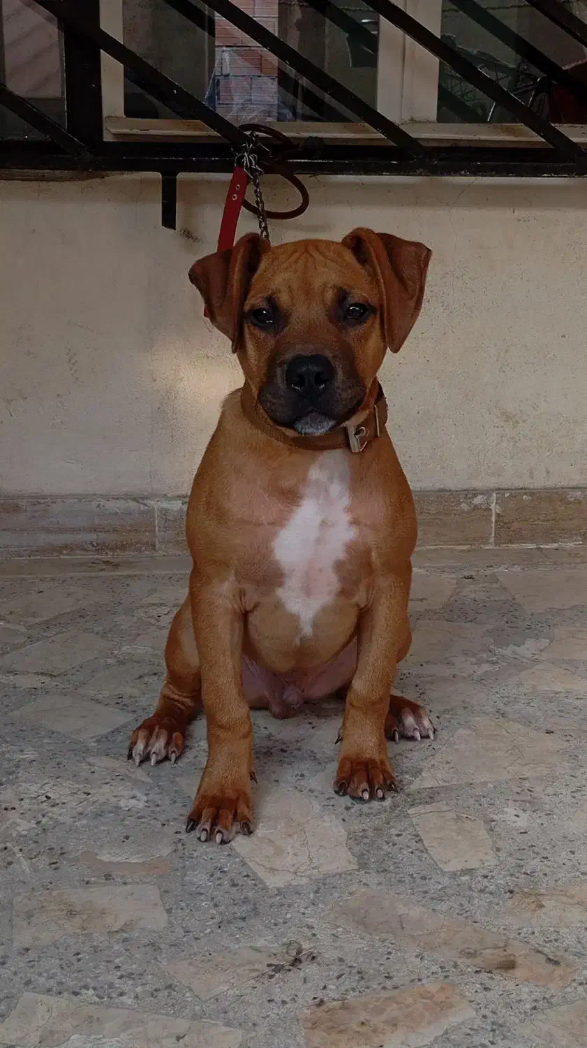 سگ پیتبول|سگ|ساری, |دیوار