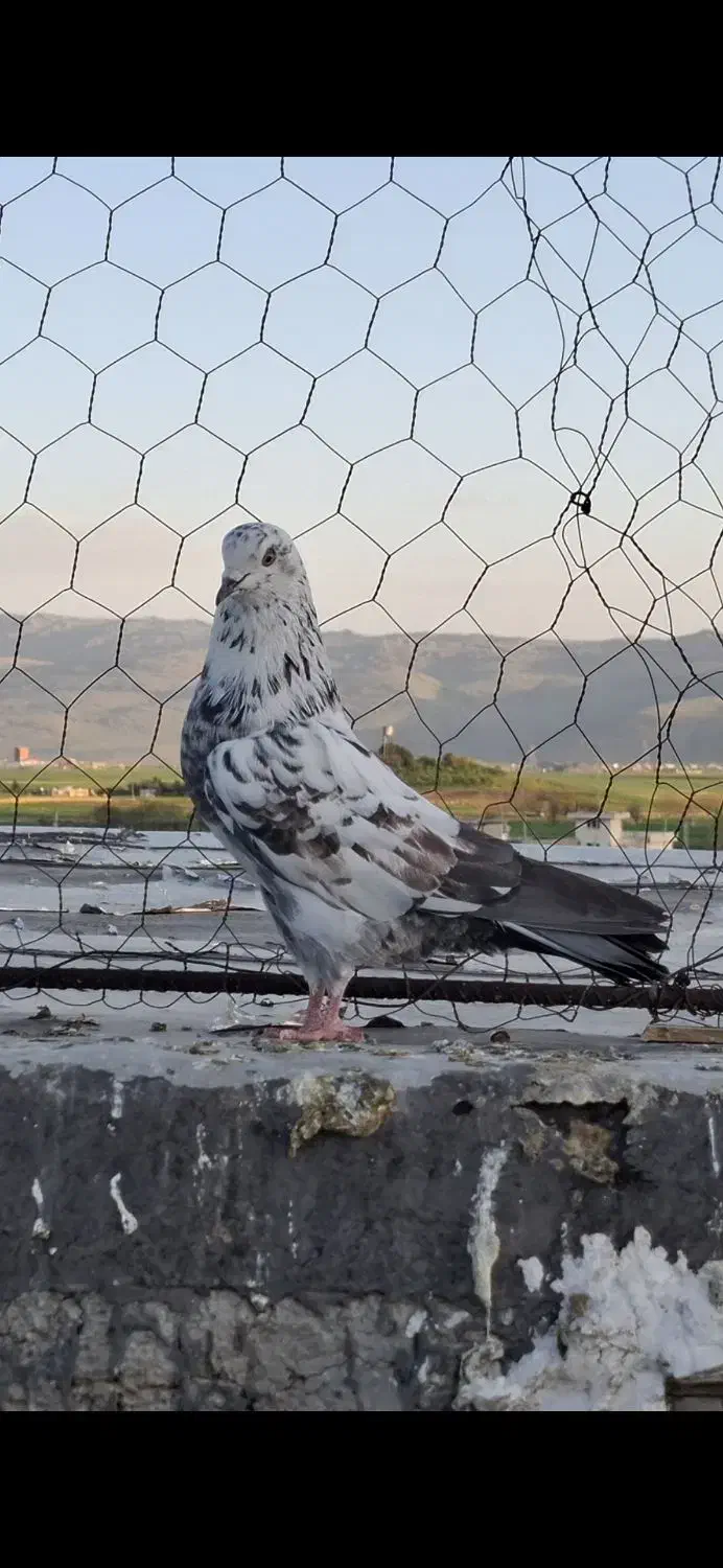 کبوتر گمشده|پرنده|کامیاران, |دیوار