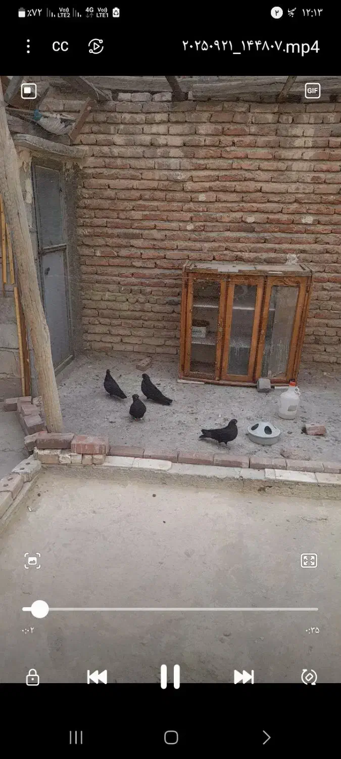دو جفت کفتر سیاه چشم نوک سفید|پرنده|ممقان, |دیوار