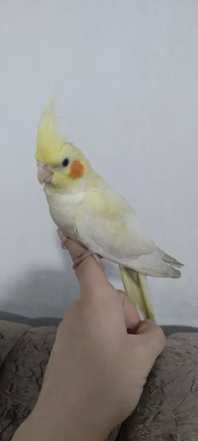 عروس هلندی لوتینو|پرنده|عجب شیر, |دیوار