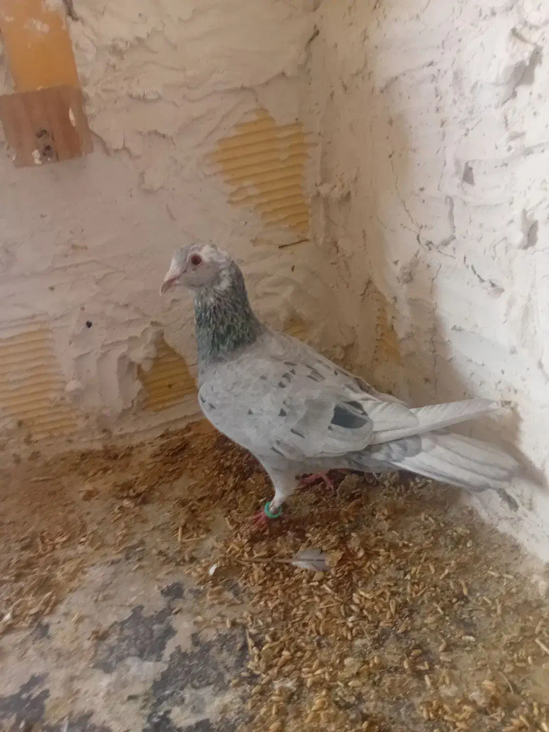 نروماده باجوجه|پرنده|اندیمشک, |دیوار