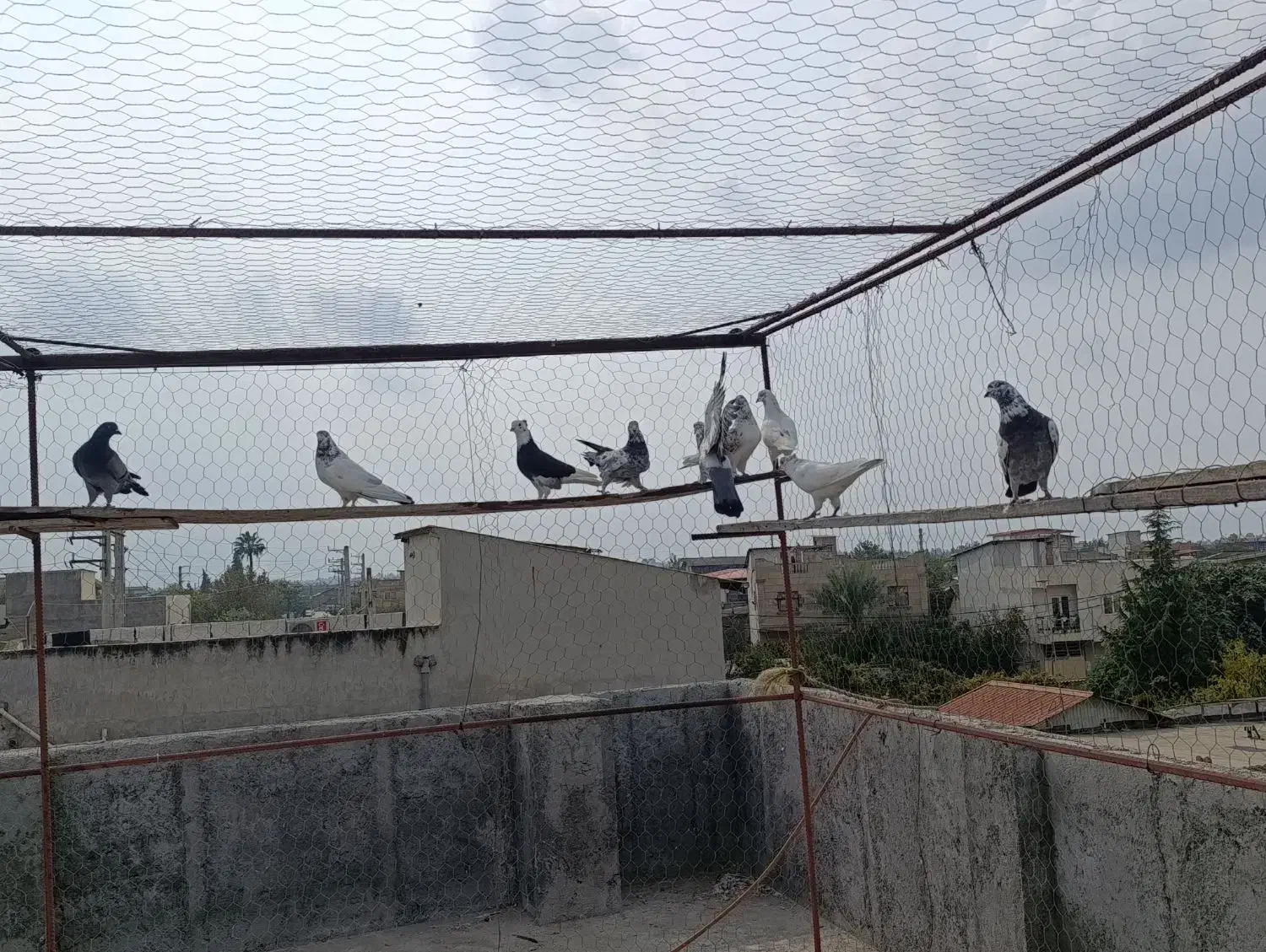 کبوتر پرشی|پرنده|آکند, |دیوار