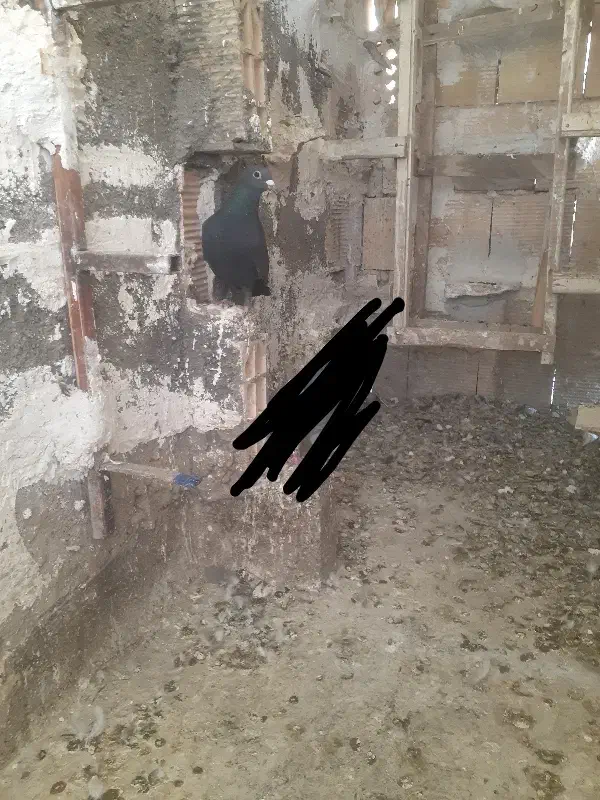 کفتر|پرنده|مشهد, باغ فراگرد|دیوار