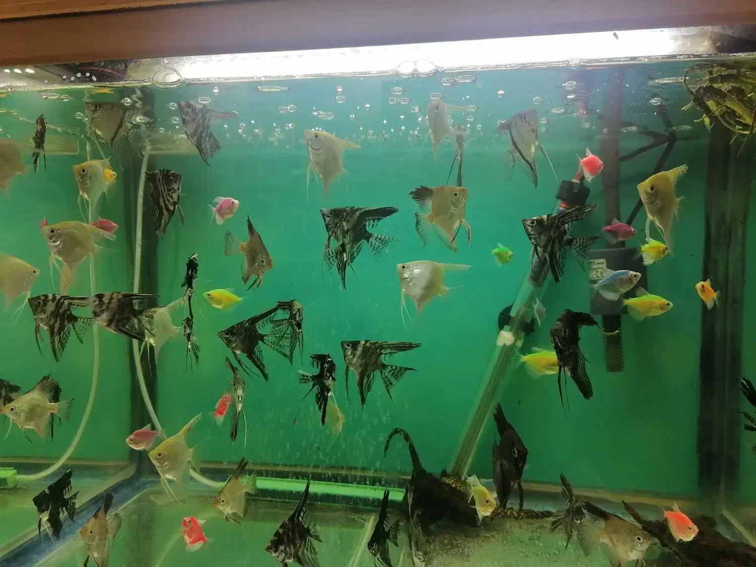 ماهی آنجل 4 سانت به بالا|ماهی|مشهد, امیریه|دیوار