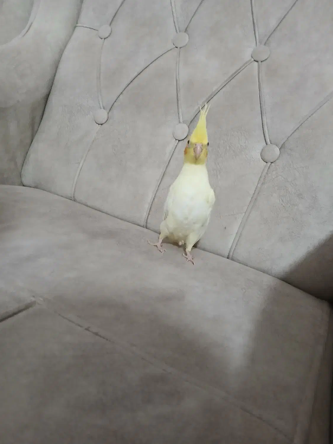 عروس هلندی 30 روزه|پرنده|نمین, |دیوار