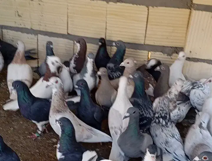 دست کفتری|پرنده|شیراز, شهرک امام حسن|دیوار