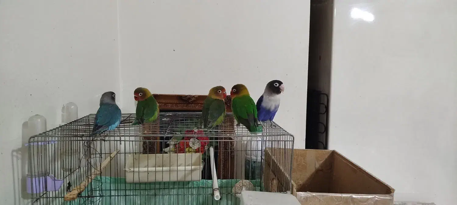 پرنده|پرنده|کوهدشت, |دیوار