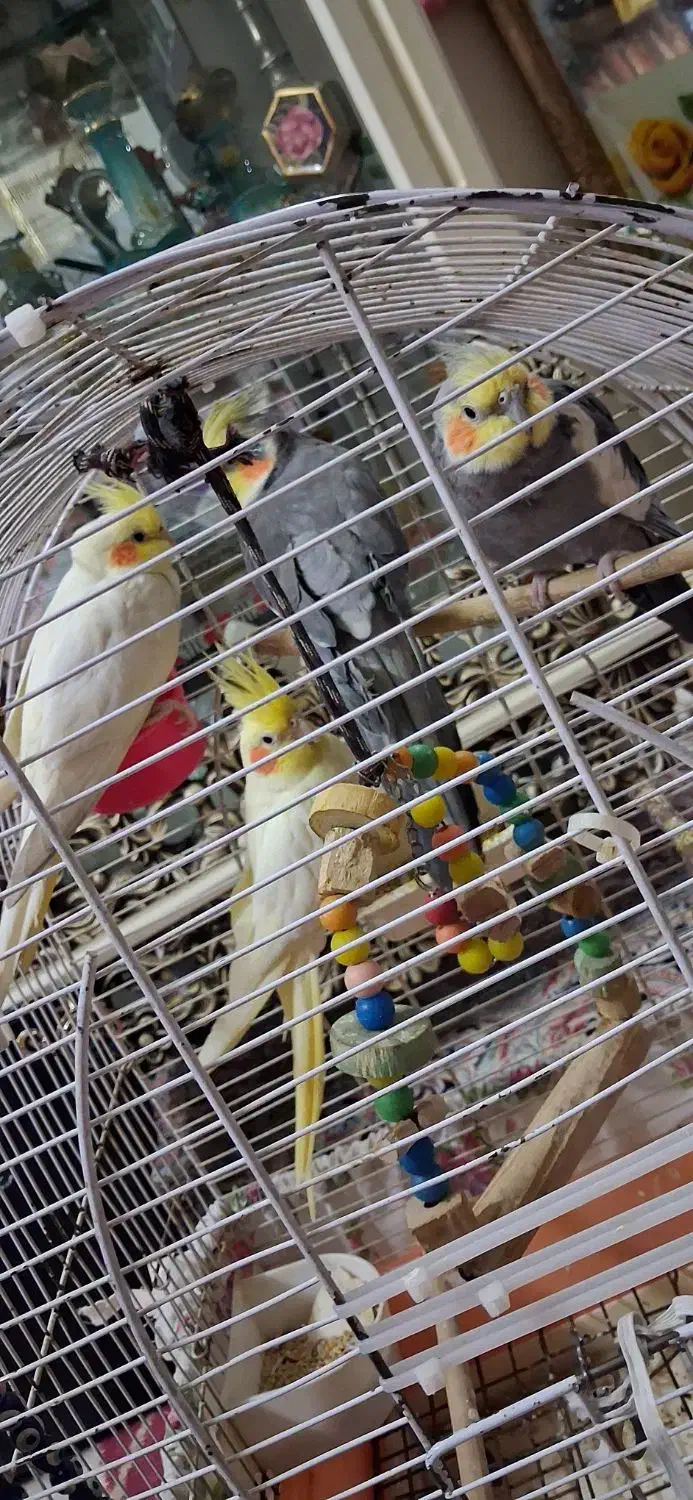 عروس هلندی|پرنده|ری, سیزده آبان|دیوار