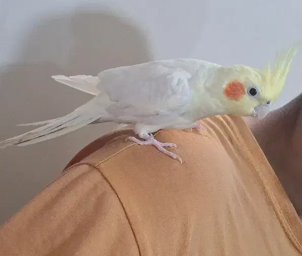 عروس هلندی لوتینو نر یکساله مست|پرنده|تهران, جلیلی|دیوار