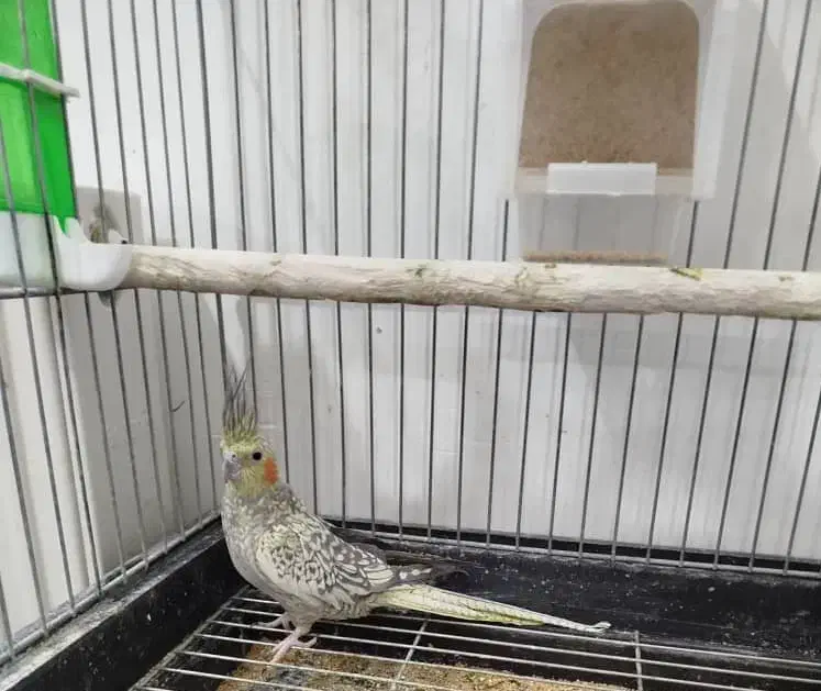 عروس هلندی|پرنده|یزد, |دیوار