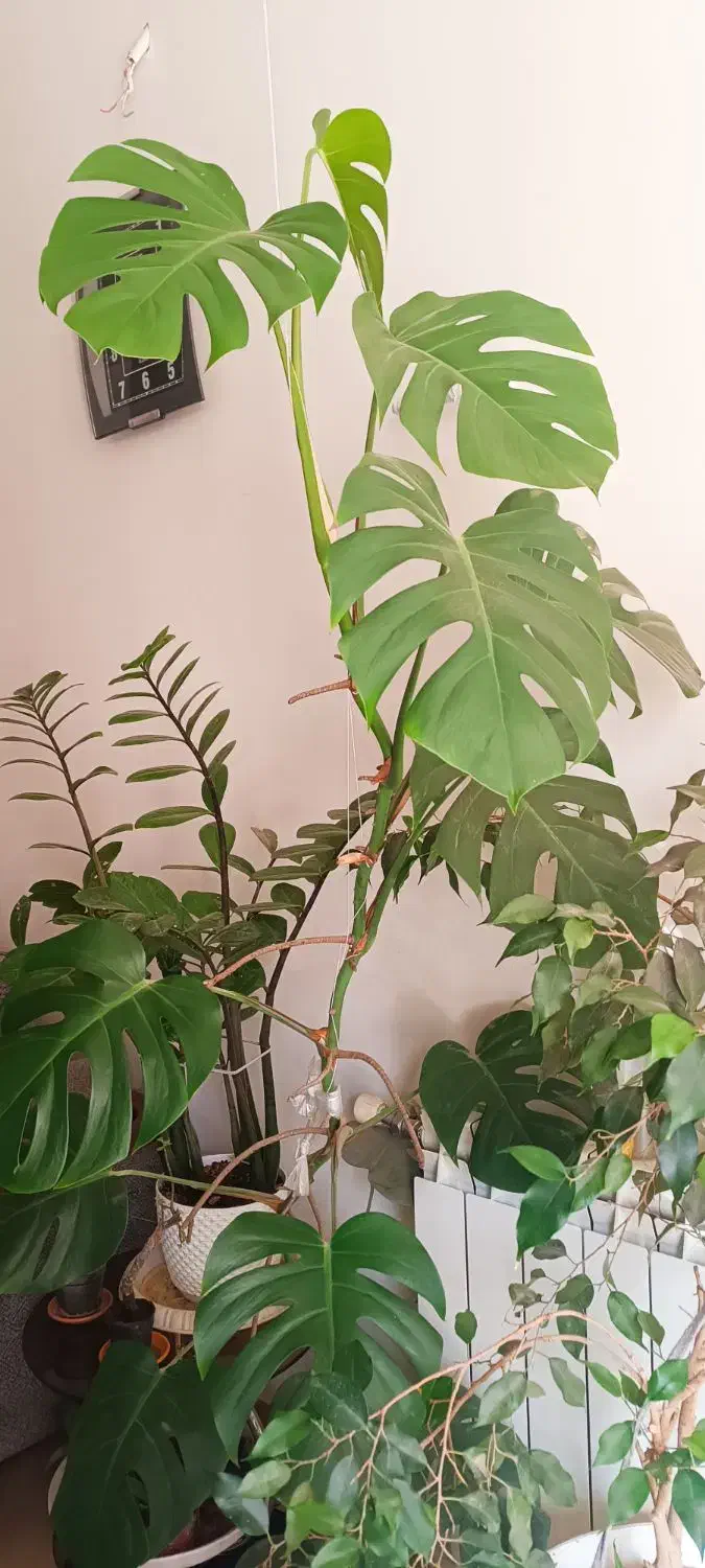 درخت بنجامین و برگ انجیری|گل و گیاه طبیعی|کرج, شهرک فهمیده|دیوار