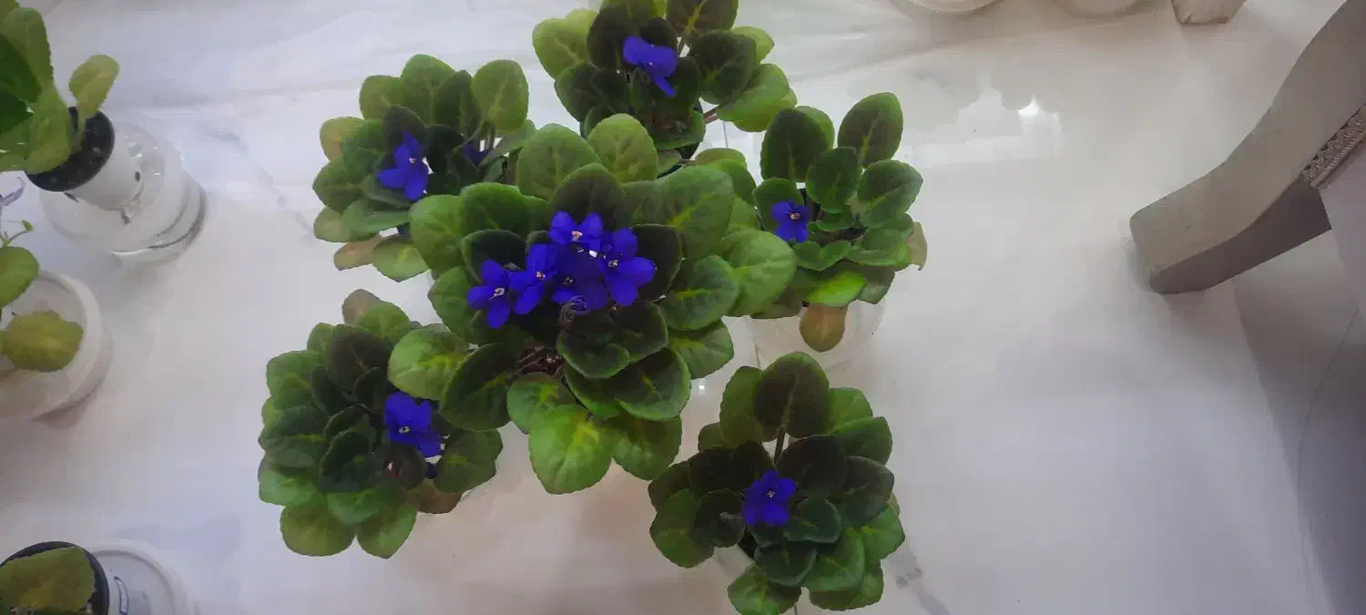 گل بنفشه آفریقایی|گل و گیاه طبیعی|کرج, شاهین‌ویلا|دیوار