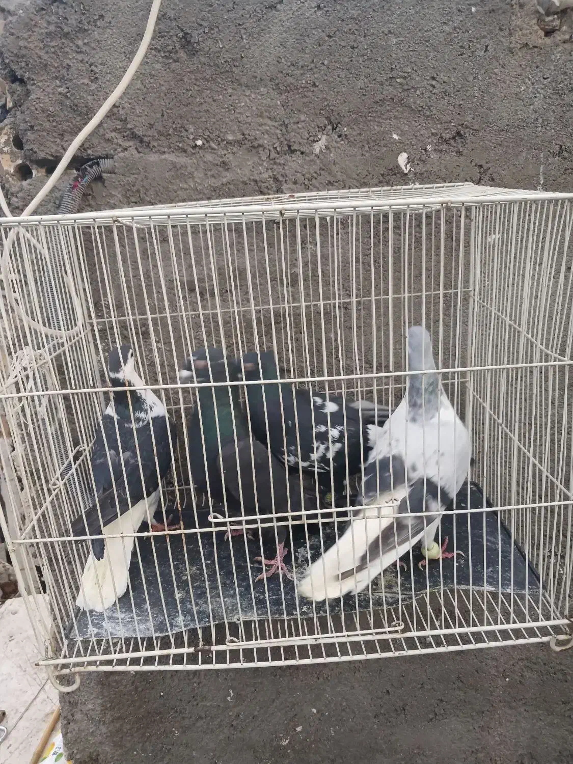 کفتر هوایی|پرنده|مشهد, عامل|دیوار