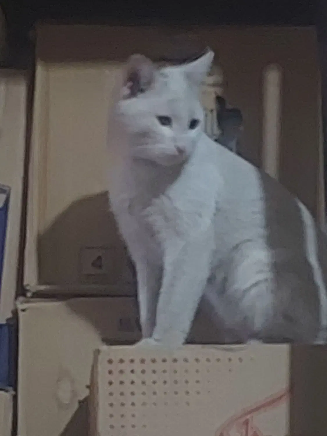 واگذاری گربه رایگان|گربه|قم, ولیعصر|دیوار