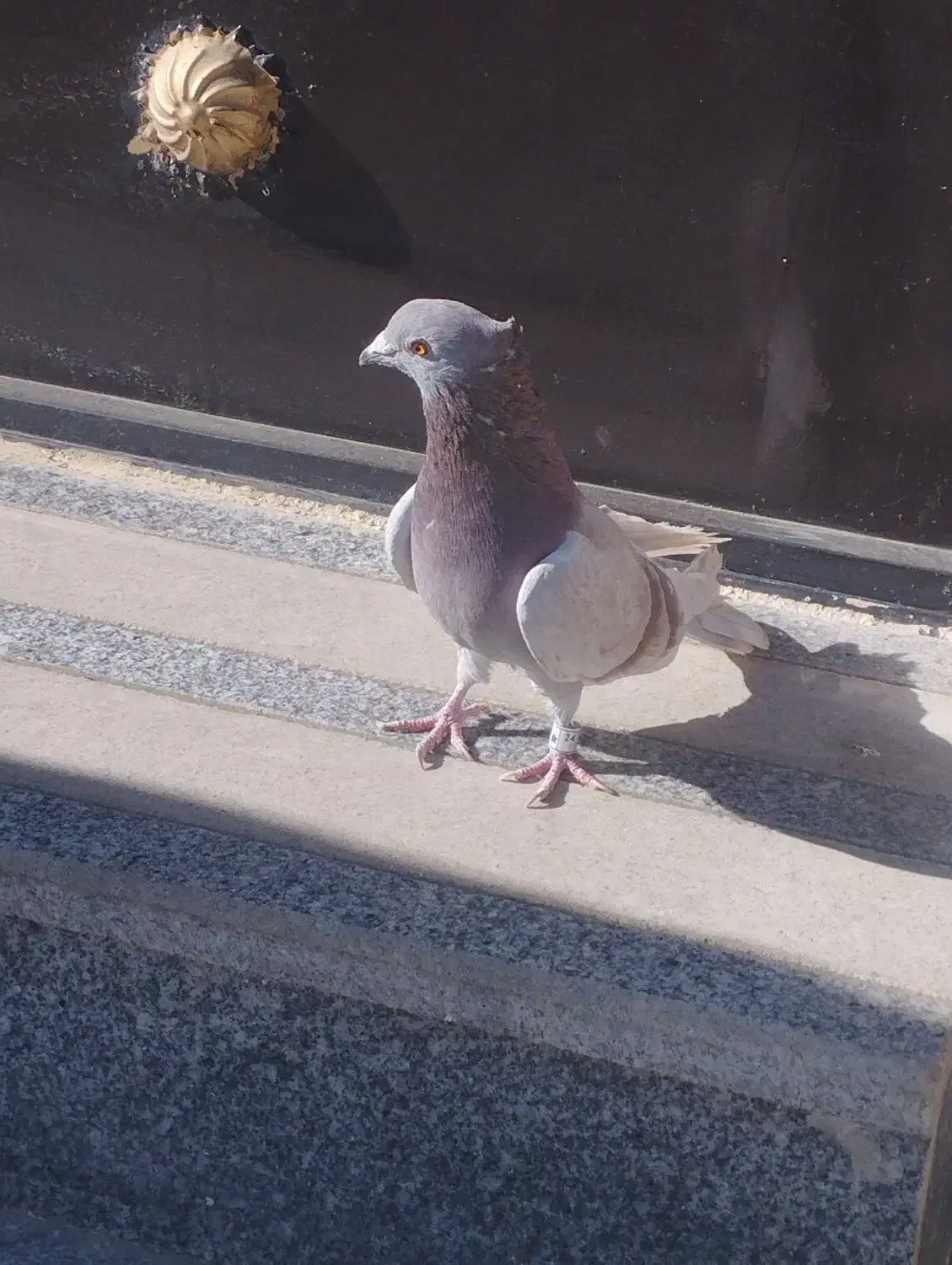 سبز کاکولی پلاکی کاکولی|پرنده|لالجین, |دیوار