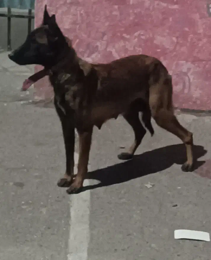 سگ مالینویز اصل|سگ|زاهدان, |دیوار