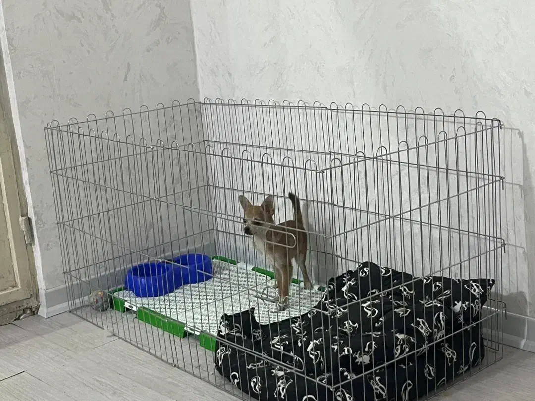 سگ شیواوا|سگ|ری, دولتآباد|دیوار