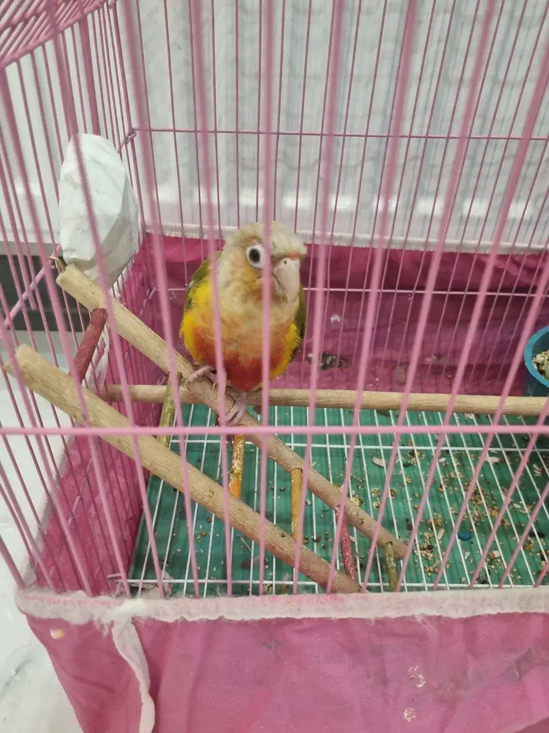 گرینچیک|پرنده|ابریشم, |دیوار