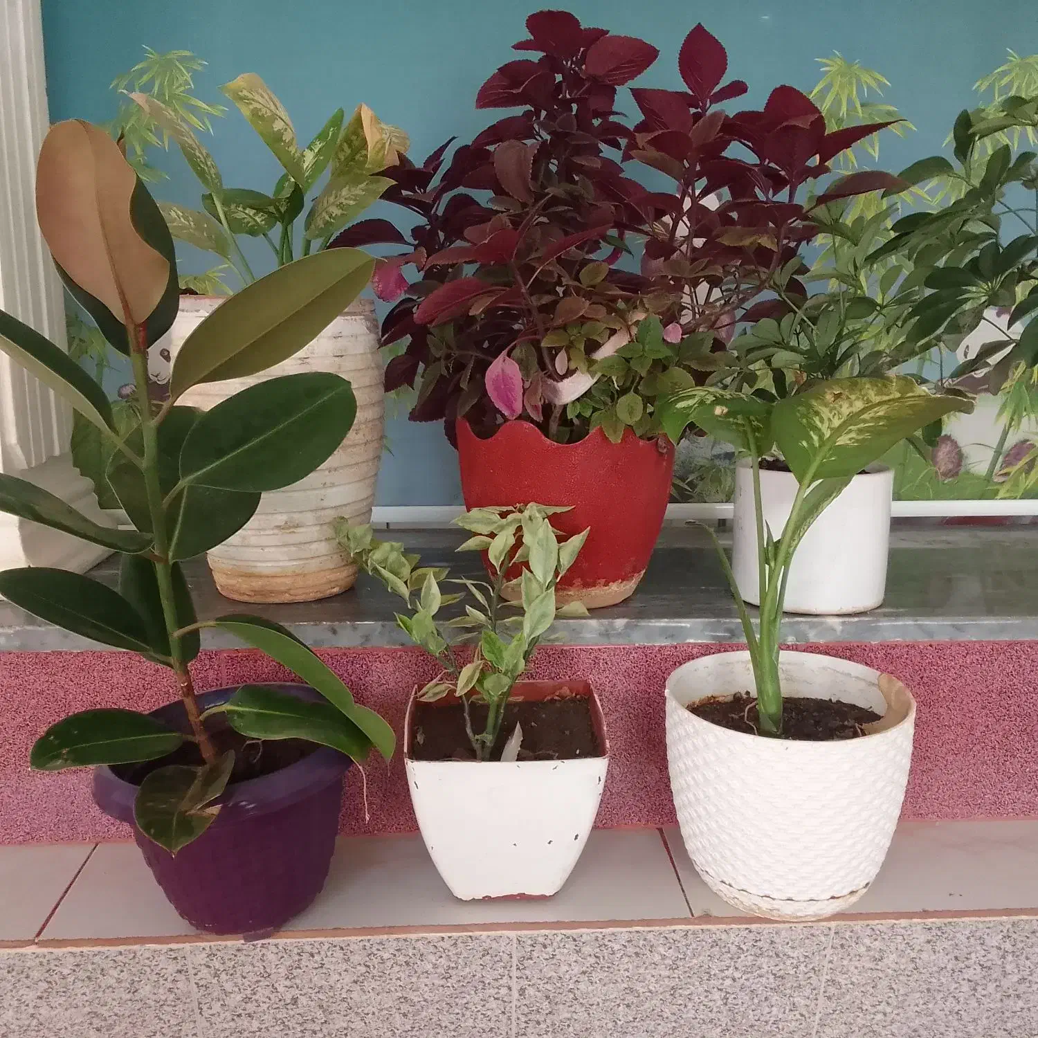 گل‌های اپارتمانی|گل و گیاه طبیعی|تربت‌حیدریه, بالا ولایت|دیوار