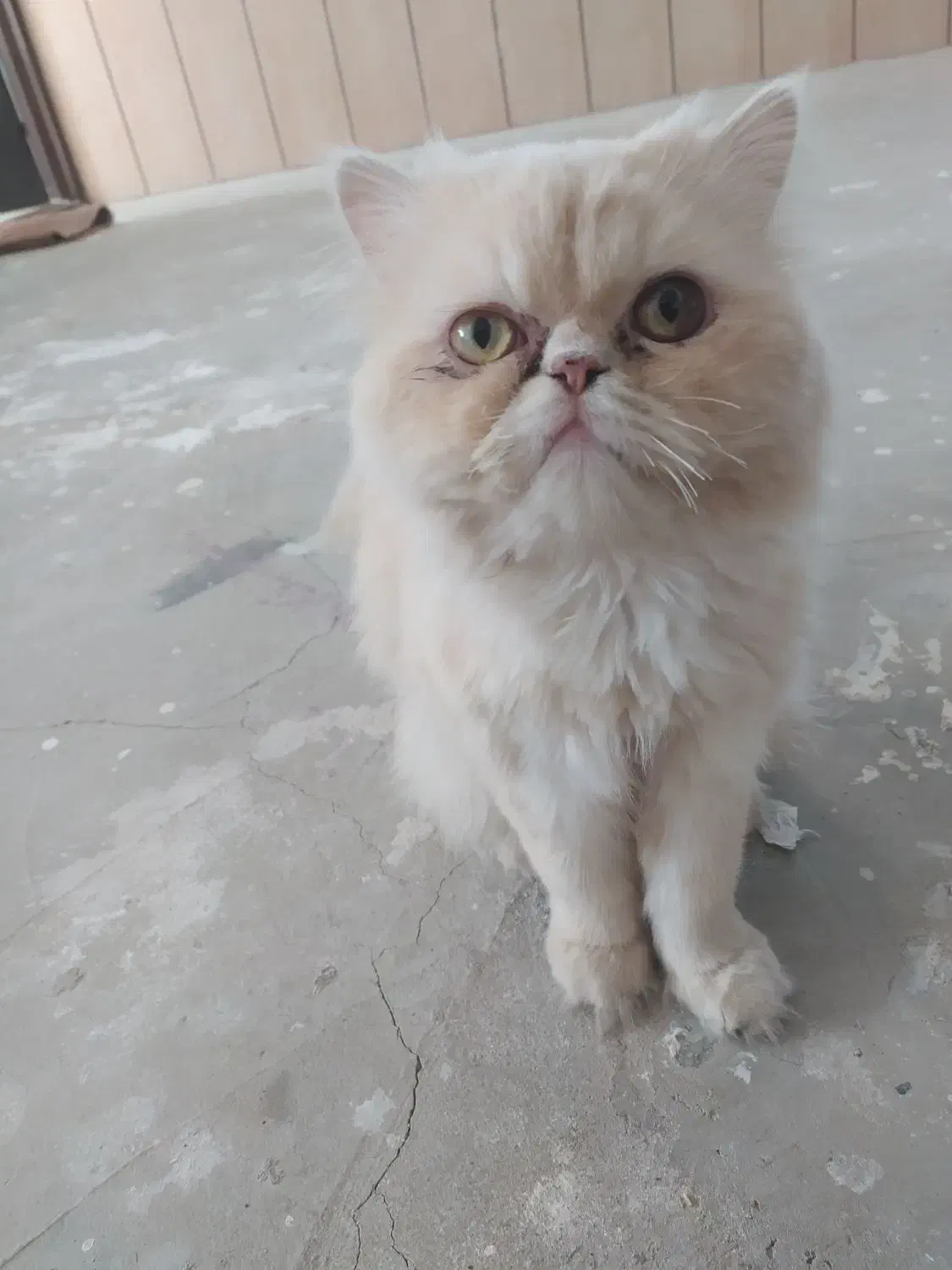 گربه پرشین|گربه|تربتحیدریه, آسایش|دیوار