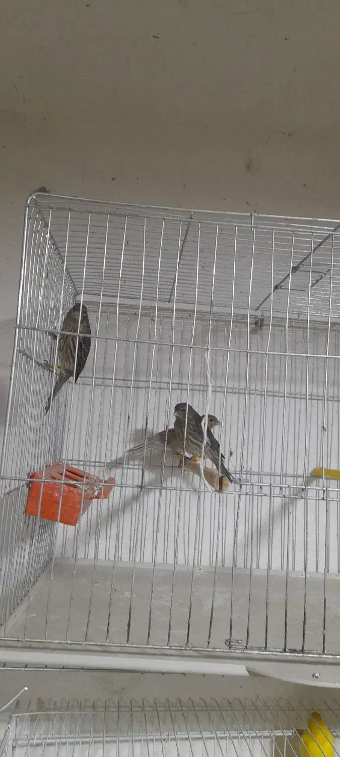 جوجه قناری نگرو سرخ|پرنده|داراب, |دیوار