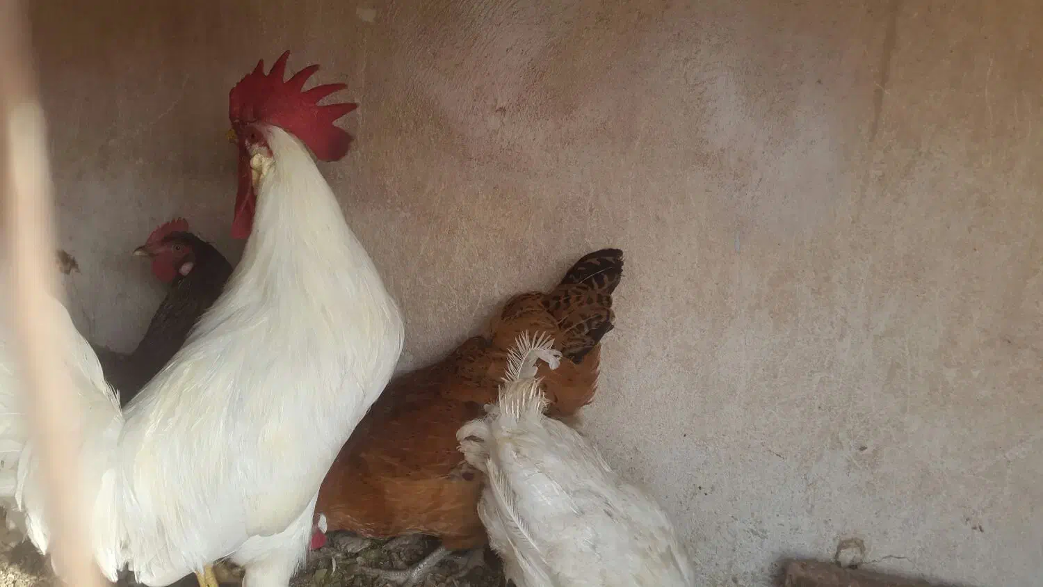 فروش مرغ و خروس|حیوانات مزرعه|پاکدشت, پاکدشت (مامازند)|دیوار