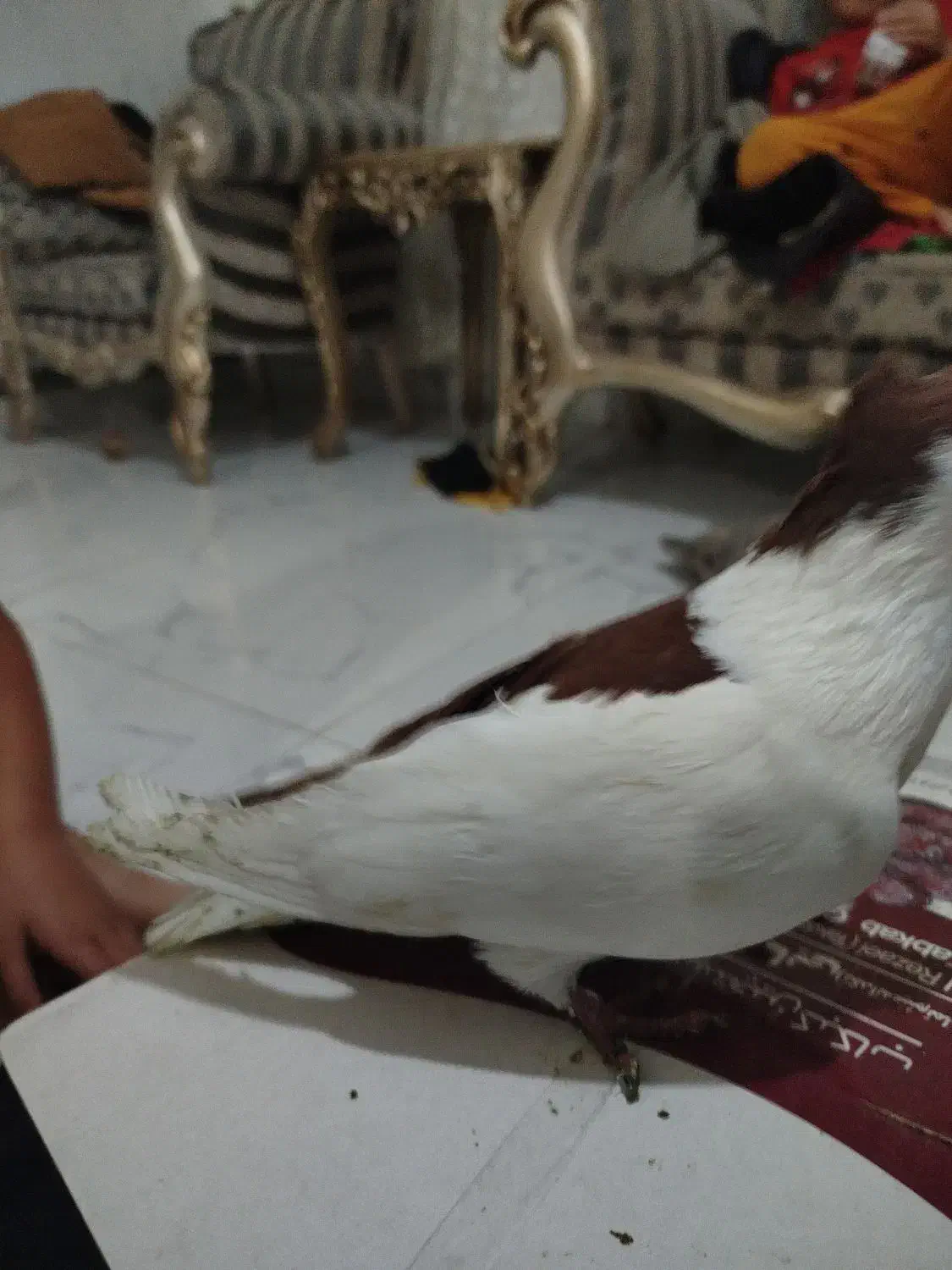 پشتدار|پرنده|اردبیل, |دیوار