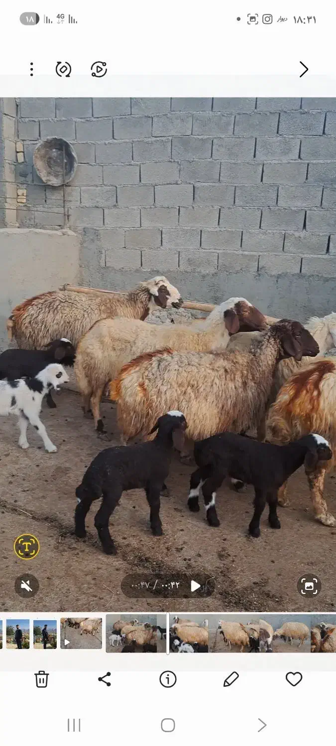 ۵راس گوسفند وبره|حیوانات مزرعه|هلیلان, |دیوار