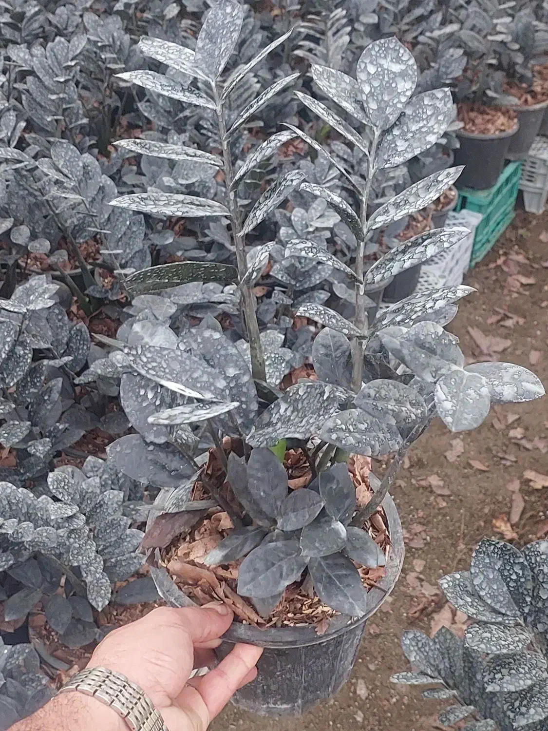 زاموفیلا سوپر بلک|گل و گیاه طبیعی|تهران, سازمان آب|دیوار