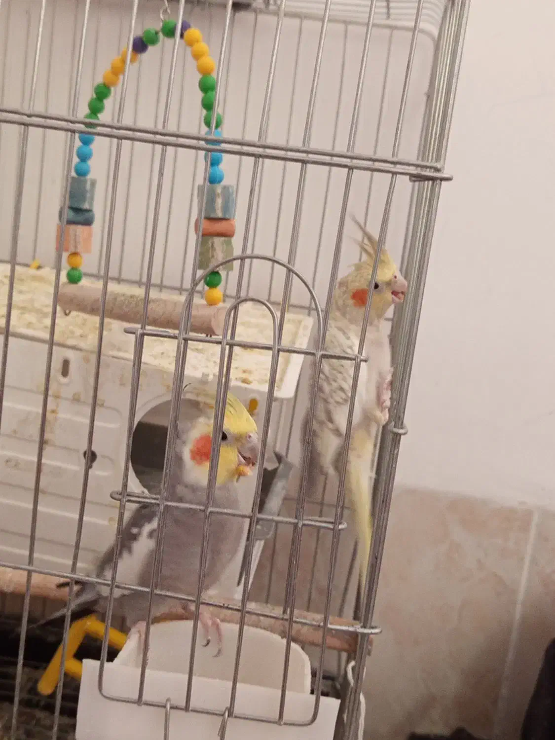 عروس هلندی|پرنده|ارسنجان, |دیوار