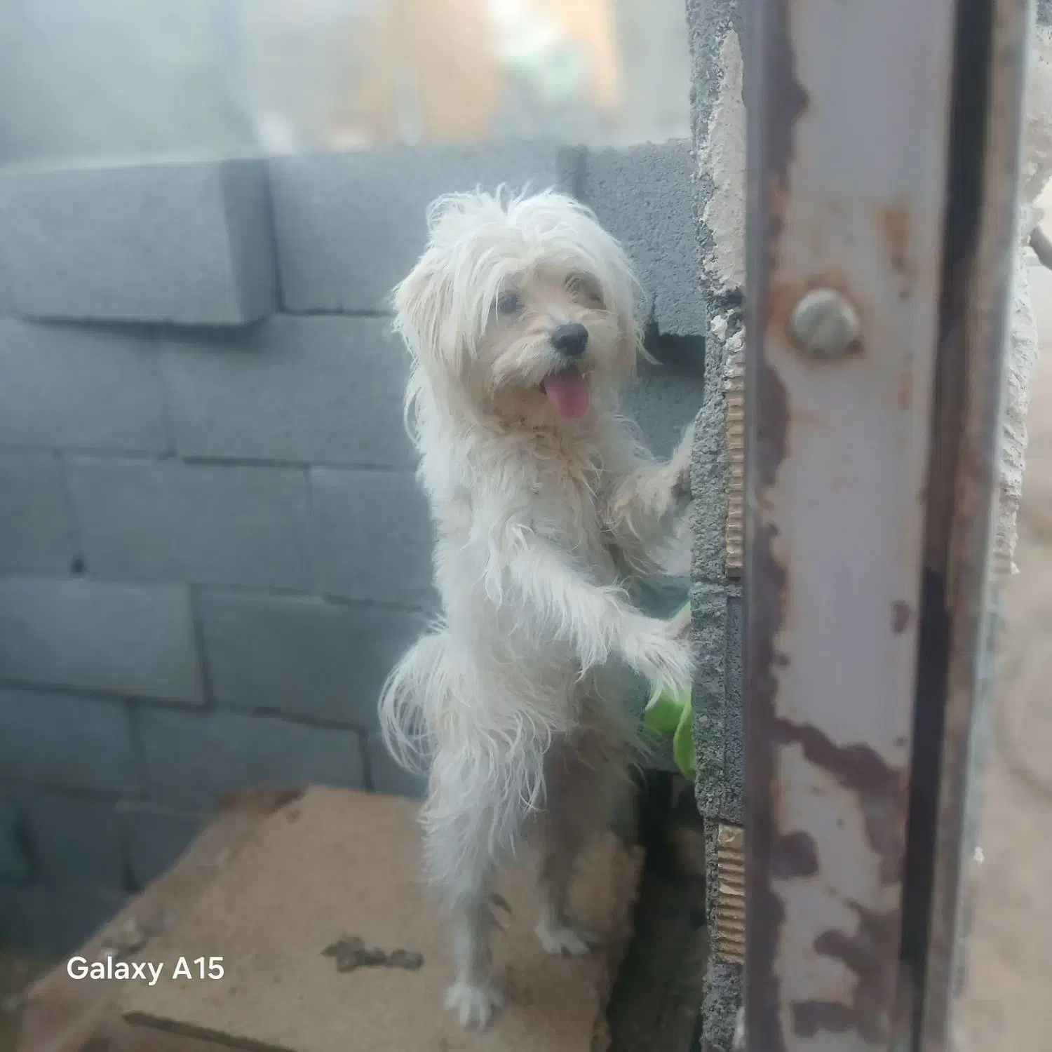 پاپی زبر و زرنگ|سگ|شهرضا, |دیوار